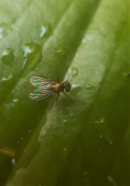 Dolichopodidae - szúnyoglábú legyek