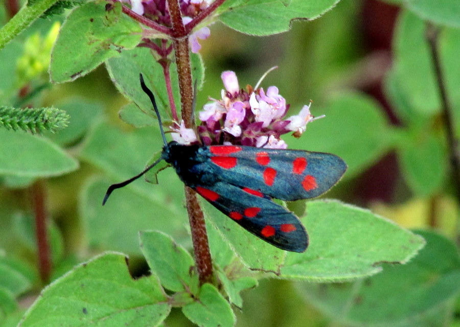 Zygaena filipendulae - acélszínű csüngőlepke