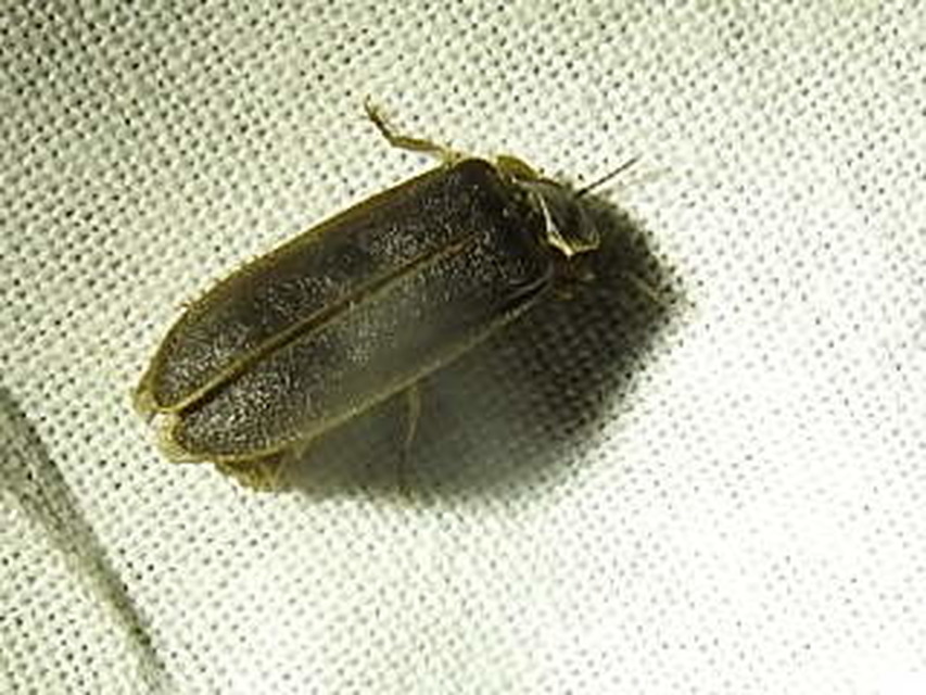 Lampyris noctiluca - nagy szentjánosbogár