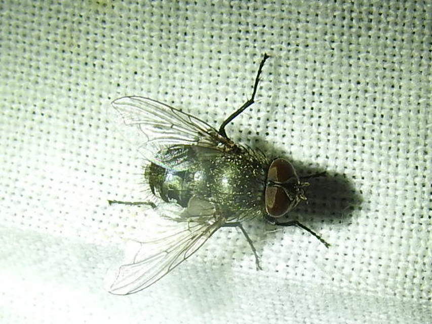 Pollenia