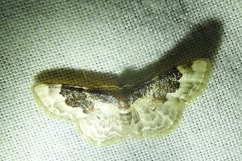 Idaea rusticata - tarka apróaraszoló