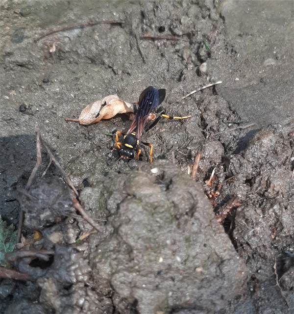 Sceliphron caementarium - feketenyelű lopódarázs