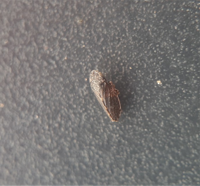 Aphrodes