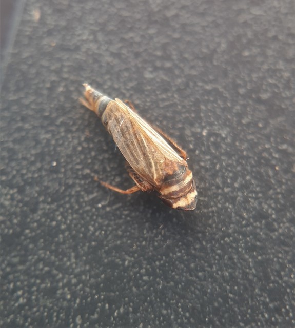 Aphrodes