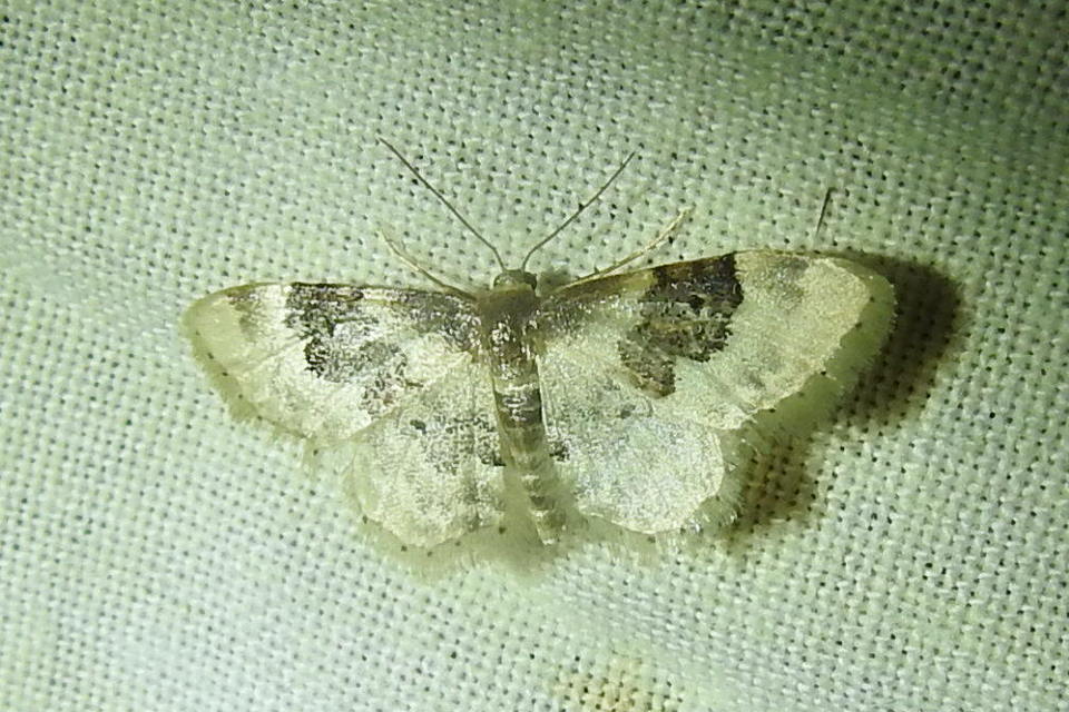 Idaea rusticata - tarka apróaraszoló