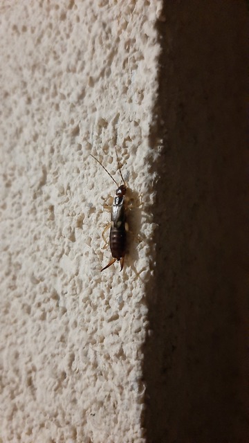 Forficula auricularia - közönséges fülbemászó