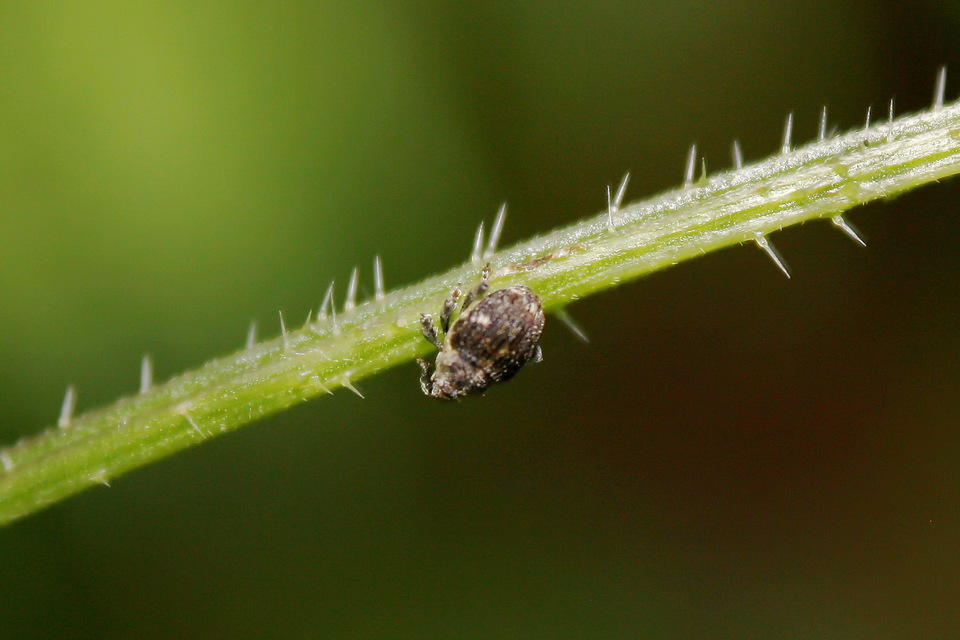 Nedyus quadrimaculatus - közönséges csalánormányos