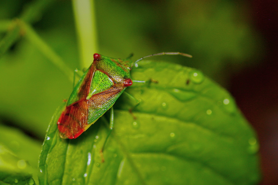 Acanthosoma haemorrhoidale - nagy dajkapoloska Acanthosoma haemorrhoidale - nagy dajkapoloska