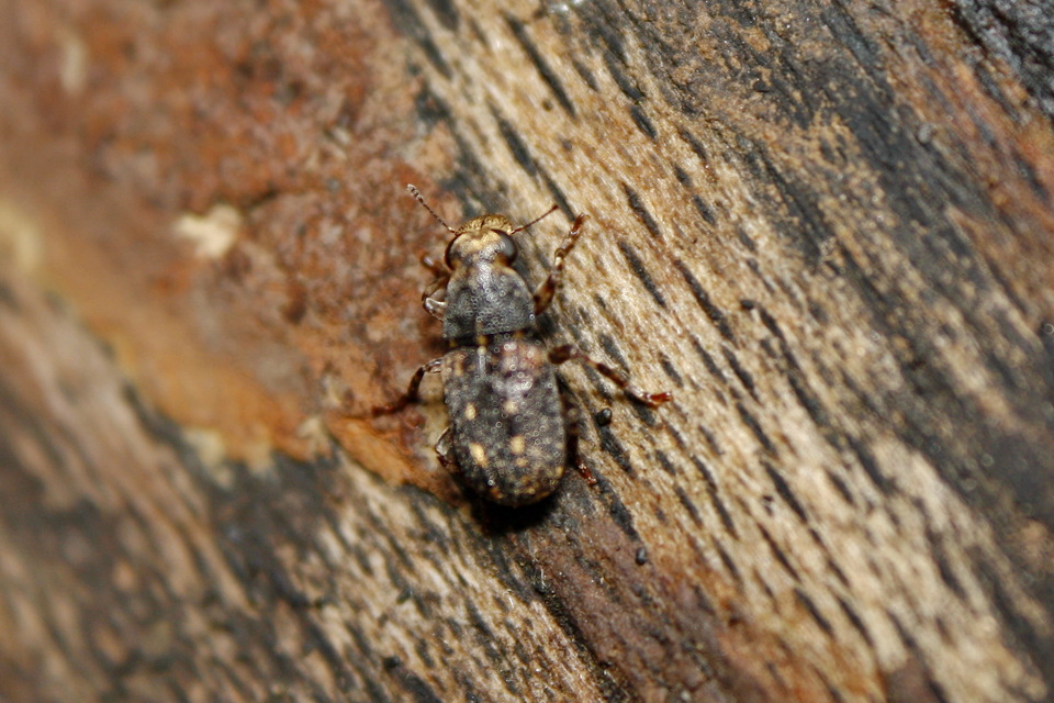 Ulorhinus bilineatus - dülledtszemű orrosbogár