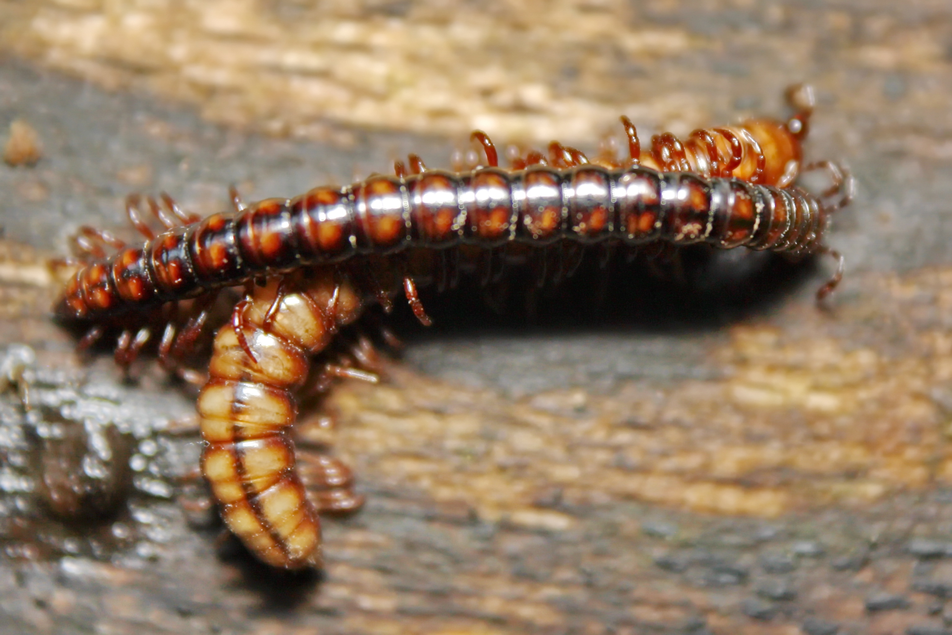 Strongylosoma stigmatosum