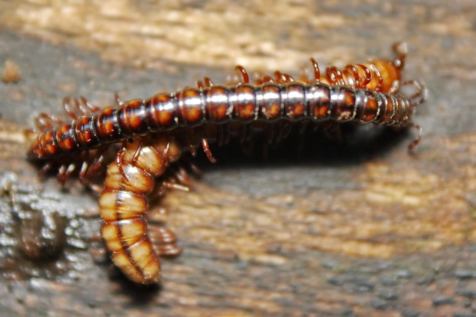 Strongylosoma stigmatosum