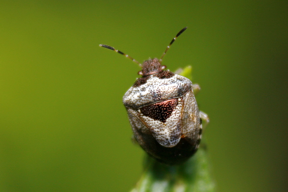 Stagonomus venustissimus - foltos feketefejű-poloska Stagonomus venustissimus - foltos feketefejű-poloska