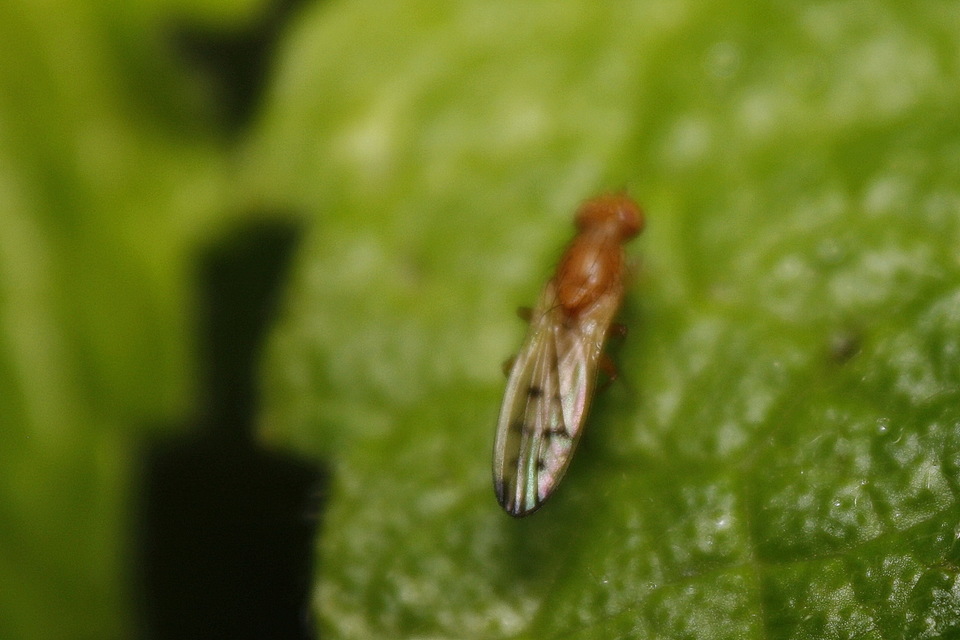 Opomyza florum