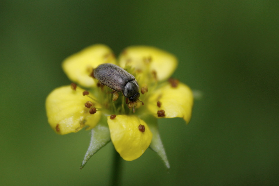 Byturus tomentosus