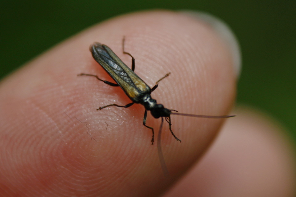 Oedemera pthysica - feketeszegélyű álcincér Oedemera pthysica - feketeszegélyű álcincér