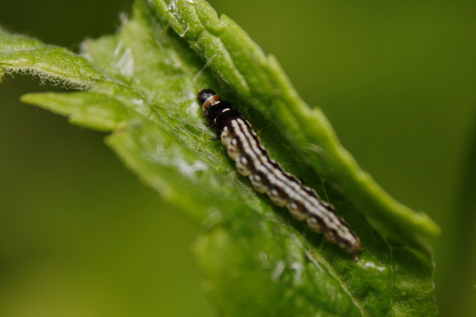 Acompsia