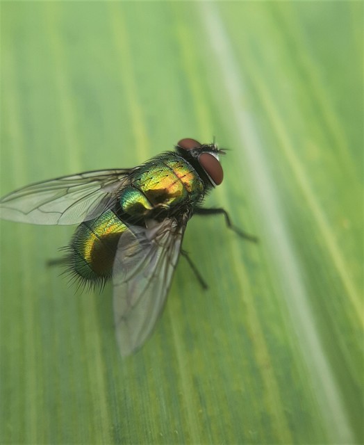 Lucilia