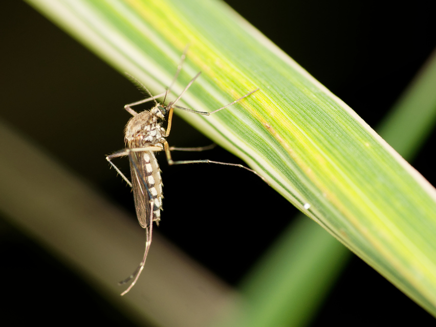 Culicidae - csípőszúnyogok