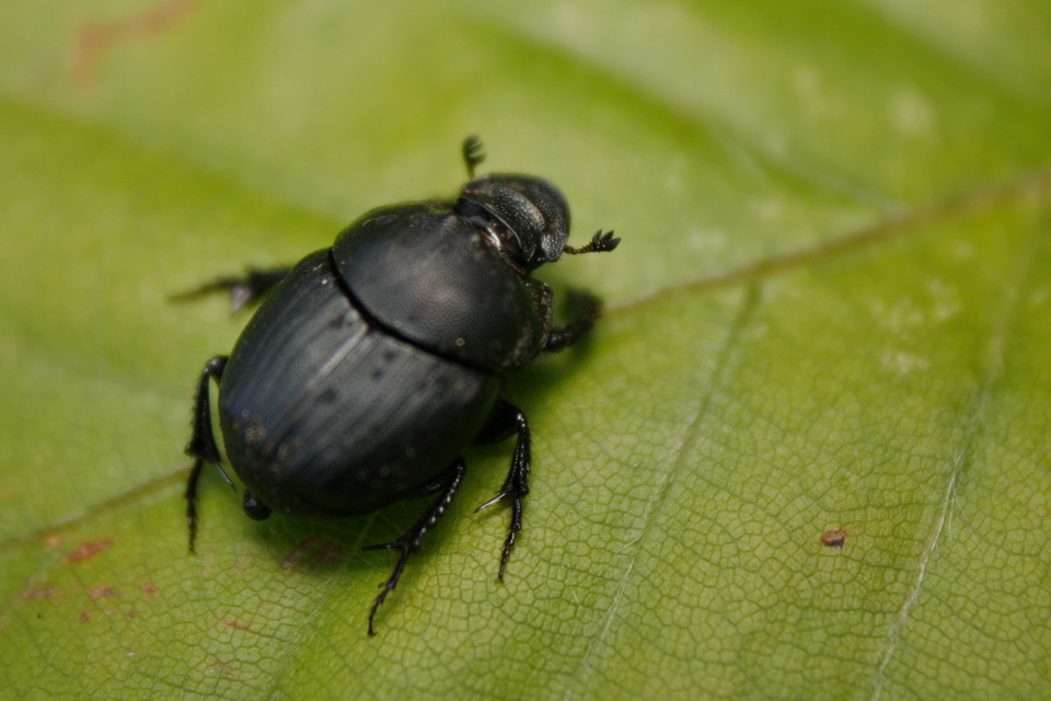 Onthophagus verticicornis - fekete trágyatúró