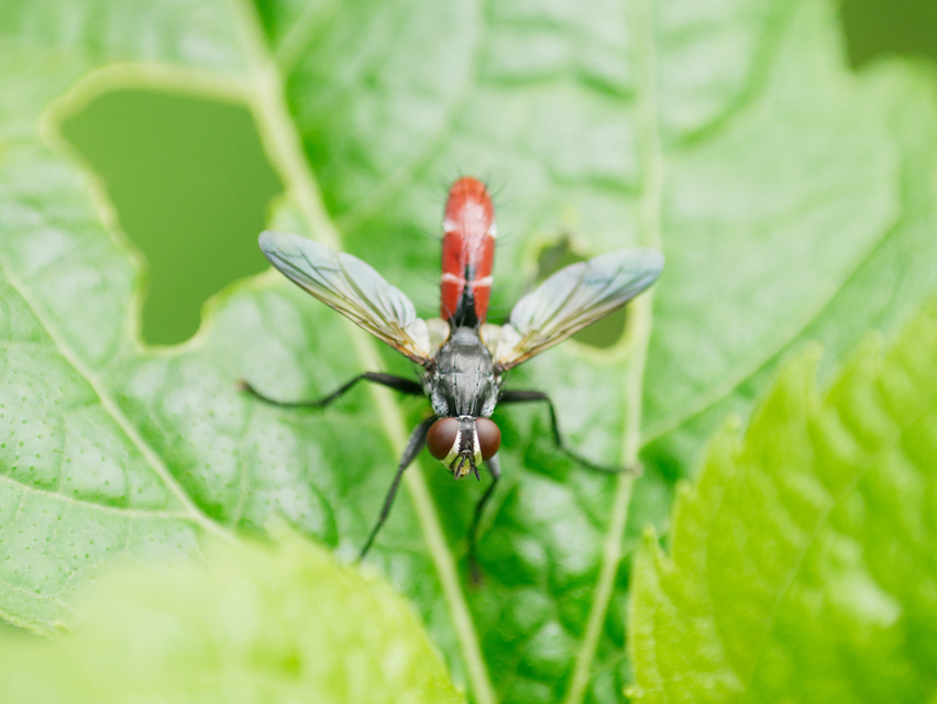 Cylindromyia bicolor