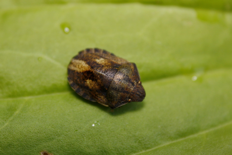 Eurygaster