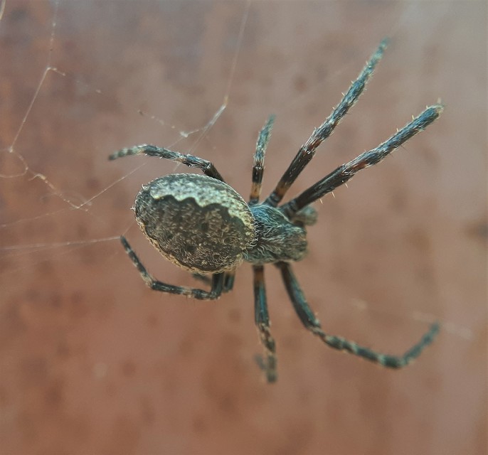 Nuctenea umbratica - közönséges rés-keresztespók
