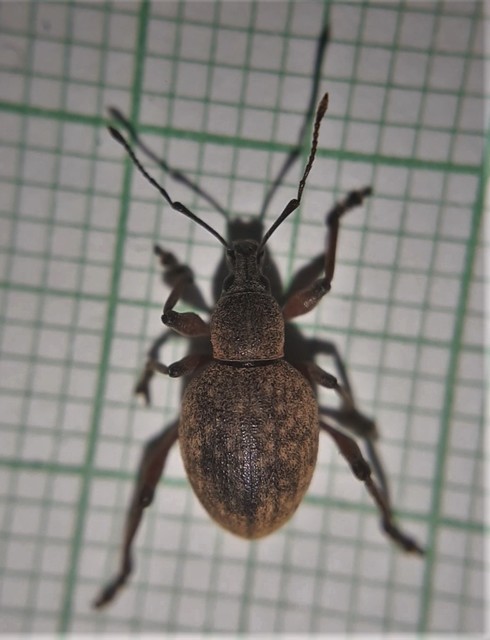 Dodecastichus mastix - lécesorrú gyalogormányos