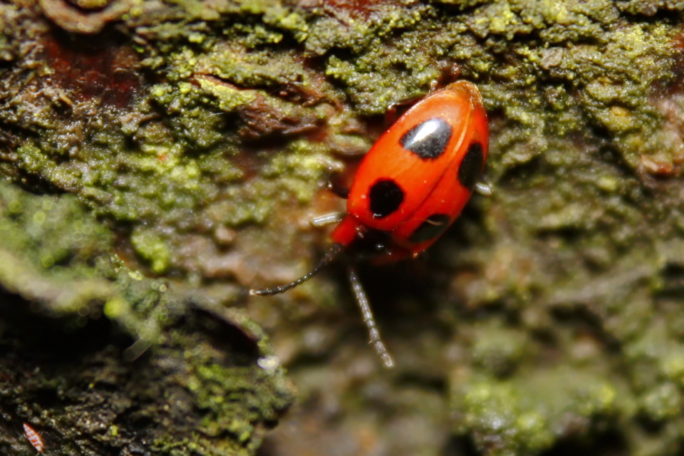 Endomychus coccineus - négypettyes álböde