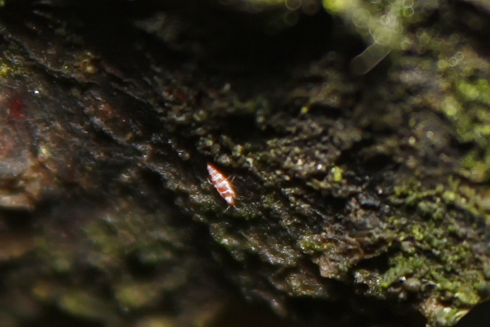 Thysanoptera - Tripszek