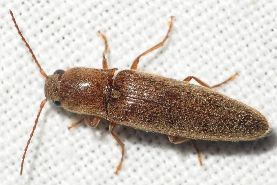 Synaptus filiformis - talpas pattanó