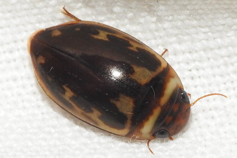 Platambus maculatus - tarka csíkbogár