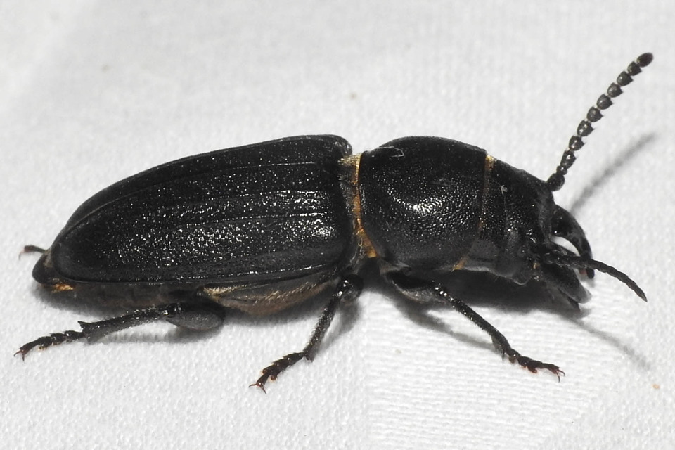 Spondylis buprestoides - erdei félcincér