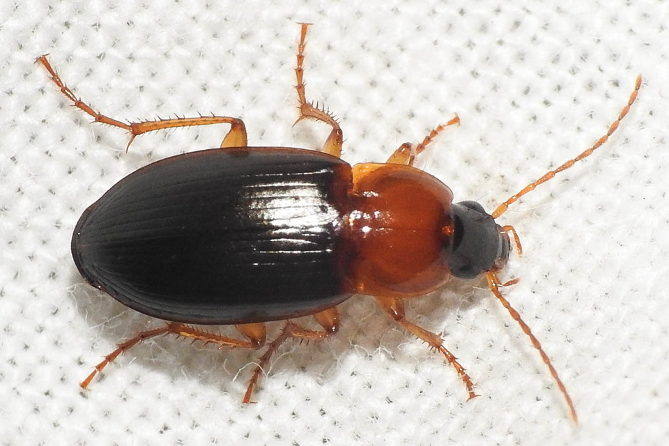 Calathus melanocephalus - vörösnyakú tarfutó Calathus melanocephalus - vörösnyakú tarfutó