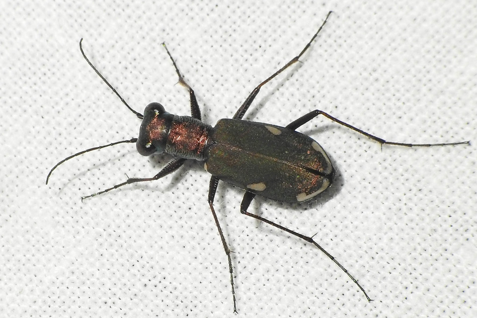 Cylindera germanica - parlagi homokfutrinka