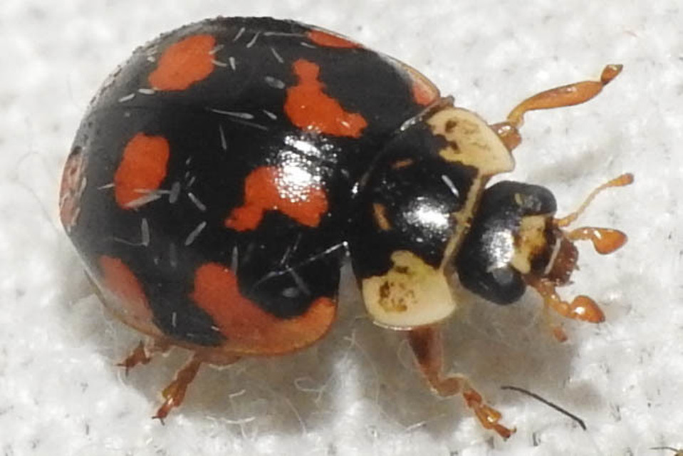 Adalia decempunctata - tízpettyes katica