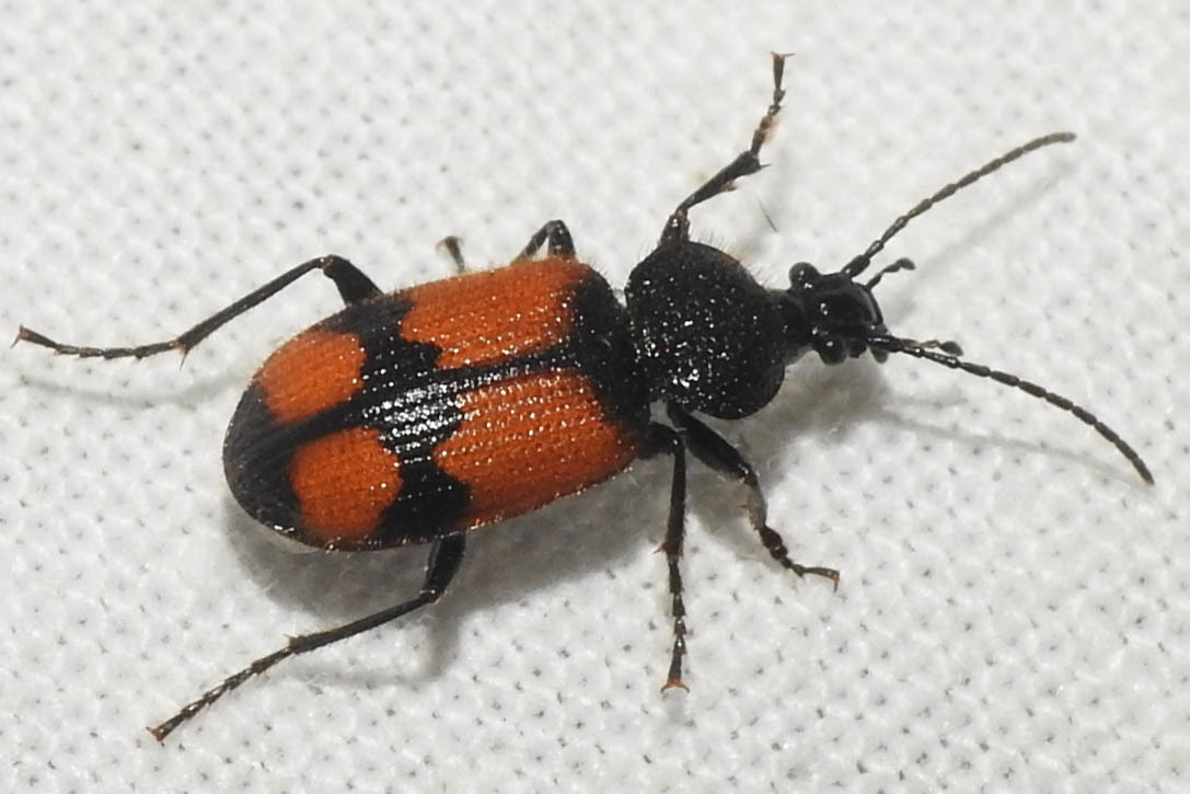 Panagaeus cruxmajor - nagy keresztesfutó