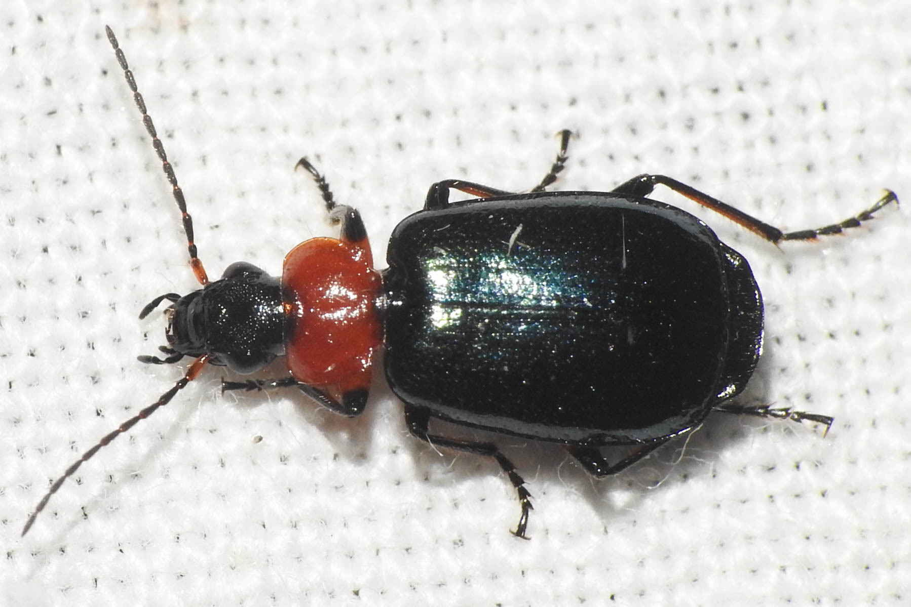 Lebia cyanocephala - pompás cserjefutó