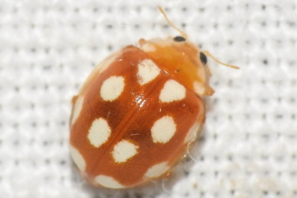 Vibidia duodecimguttata - tizenkétcseppes füsskata