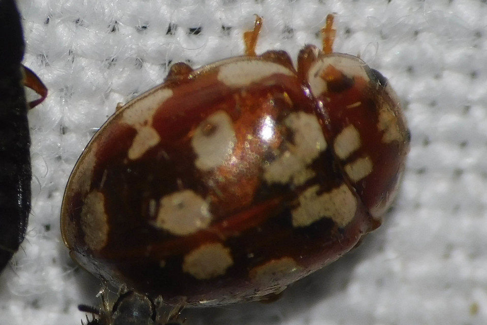 Myrrha octodecimguttata - tizennyolccseppes füsskata