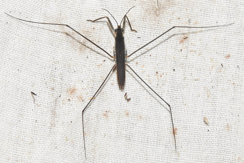 Gerridae - molnárpoloskák