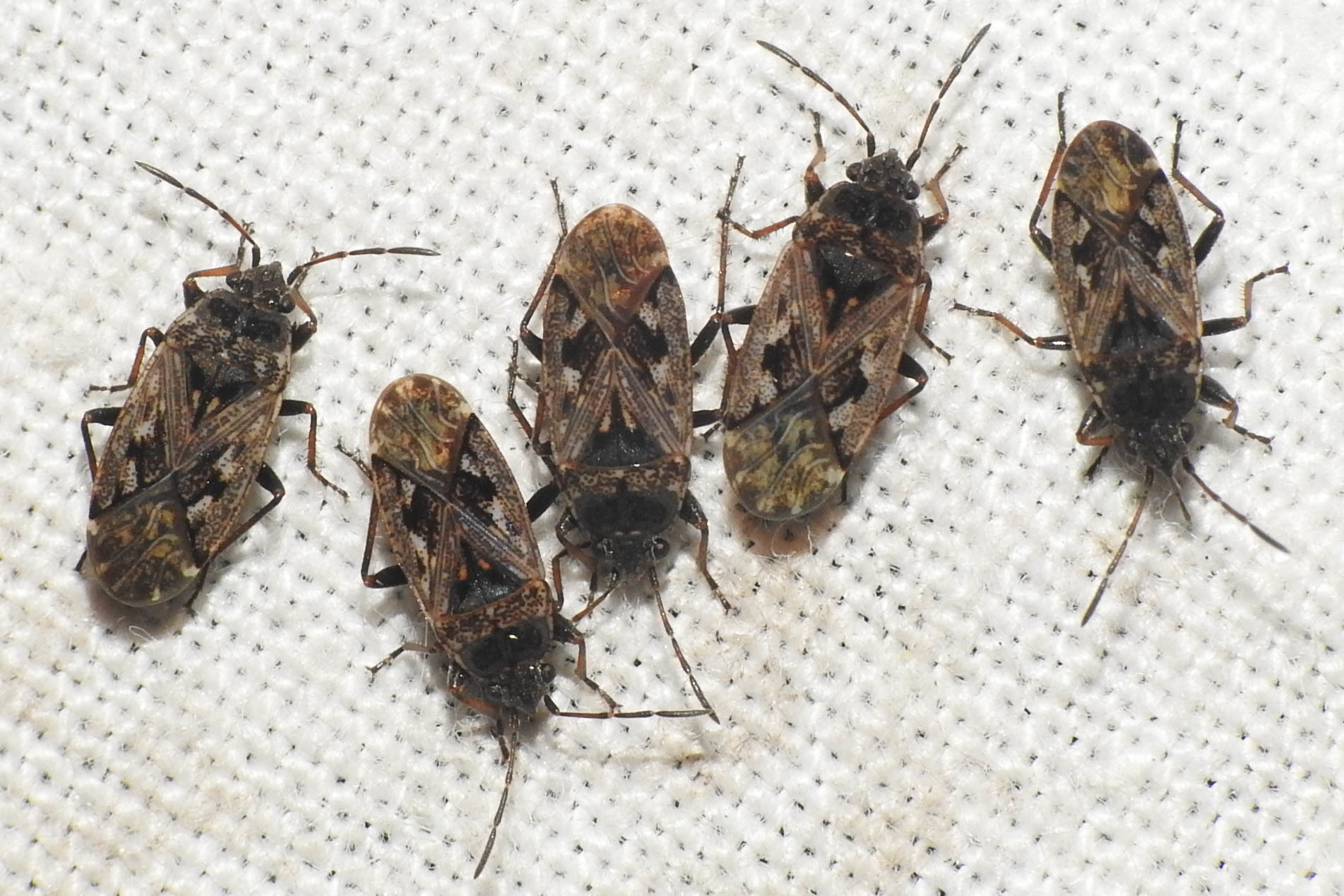 Sphragisticus nebulosus - foltos bodobács
