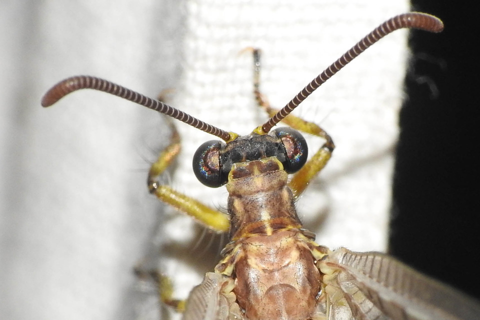 Distoleon tetragrammicus - négyfoltos hangyaleső