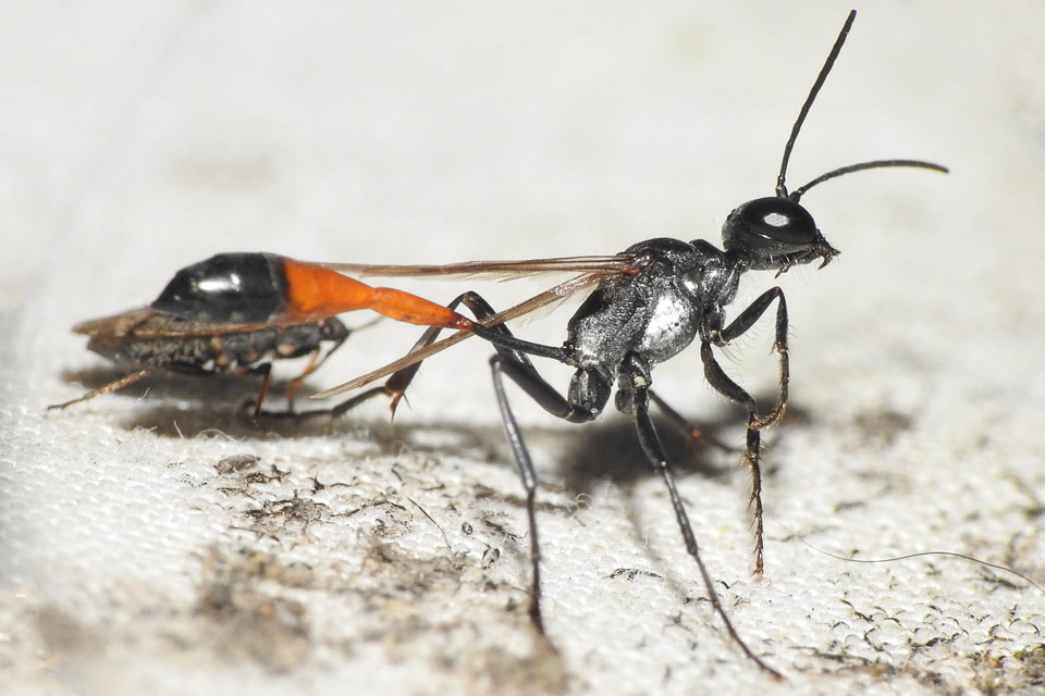 Ammophila