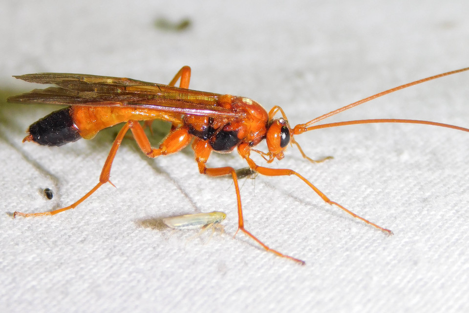 Opheltes glaucopterus