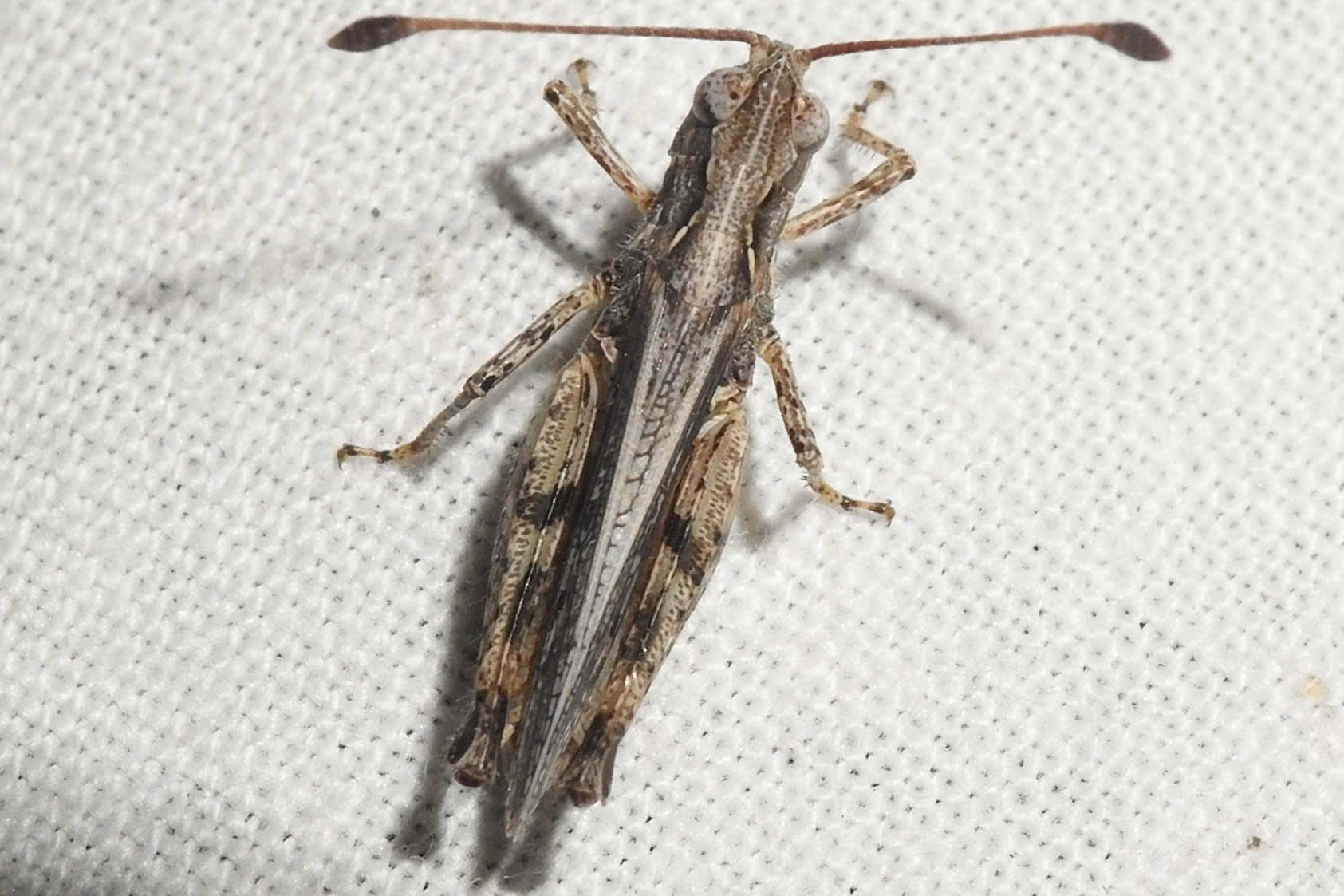 Myrmeleotettix antennatus - homoki bunkóscsápúsáska
