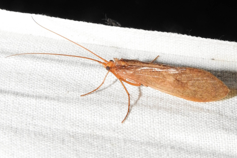 Oecetis
