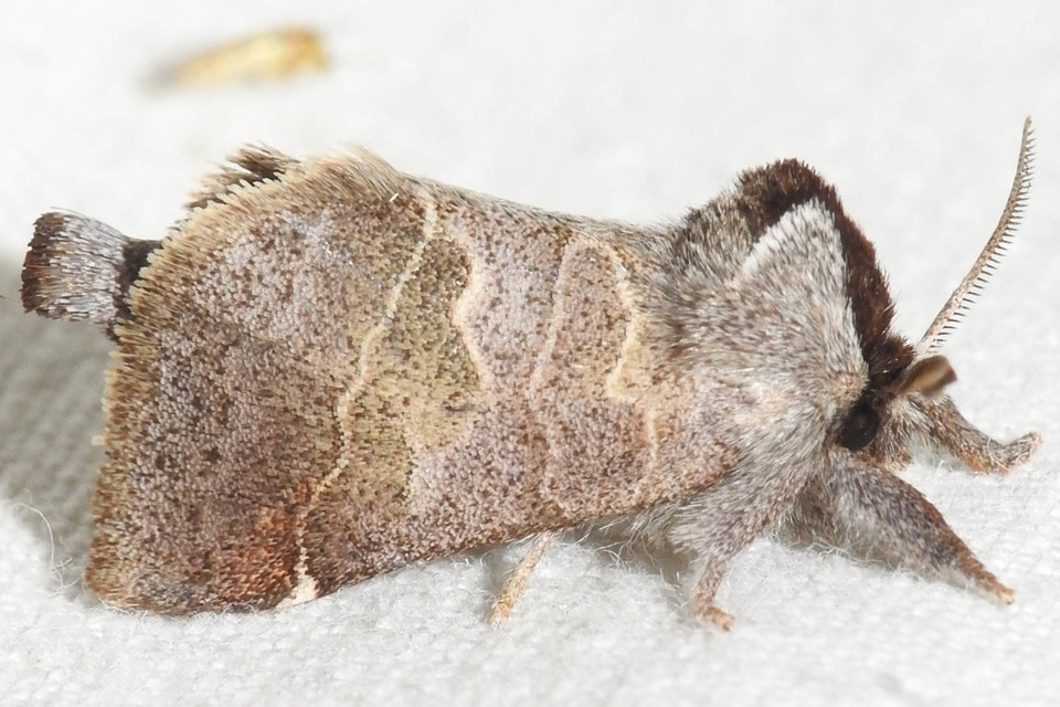 Clostera pigra - apró levélszövő