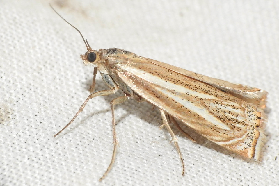 Xanthocrambus lucellus - zegzugos fűgyökérmoly