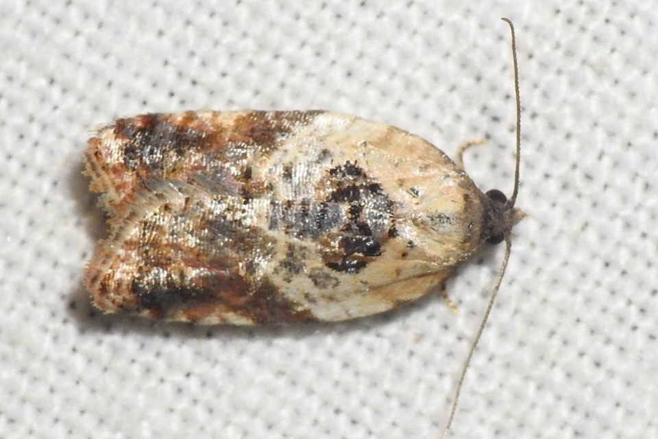 Acleris variegana - tarka levélmoly