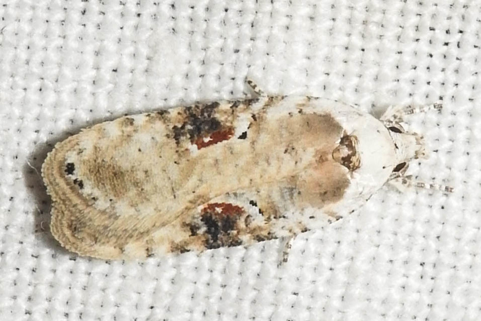 Agonopterix alstromeriana - bürök-laposmoly